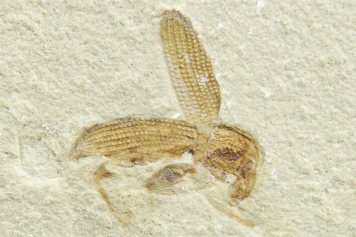 Detailed Fossil Weevil (Snout Beetle) - Green River Formation #368750